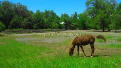 В городе Кара-Балта в парке напротив Акимиата и Госсанэпиднадзора пасется лошадь (фото)