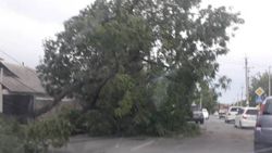 На Осмонкула–Куренкеева от ветра упало дерево <i>(фото)</i>
