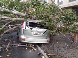 На Боконбаева-Турусбекова на машину упало дерево, растущее на территории «Кап Строй Кей Джи»