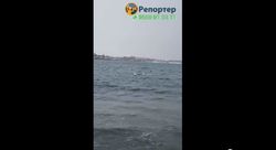 Лебеди на берегу озера Иссык-Куль. Видео