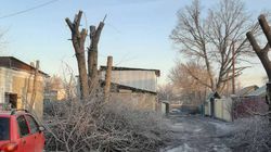 На улице Нарвской срубили молодые деревья. <b>Фото</b>
