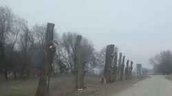 Возле СЭЗ Бишкека вдоль дороги срубили все деревья. Видео