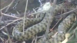 В Бишкеке обнаружили водяную змею. Видео