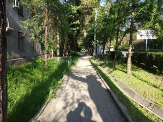 Почему траву вдоль тротуара ул.Московской косят только с одной стороны? - житель (фото)