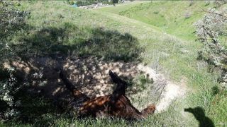 Житель: Недалеко от флагштока выше села Ортосай лежит труп лошади (фото, видео)