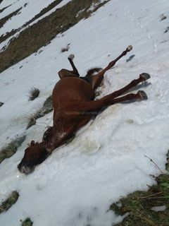 После снегопада в селе Тору-Айгыр наблюдался падеж скота <i>(фото)</i>
