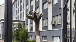 «Бишкекзеленхоз» не проводил вырубку деревьев на территории общежития МУКа. Фото