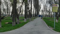 В парке Тулебердиева валят деревья. Фото горожанина