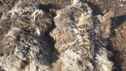 В Чаткальском районе чабаны убили двух медвежат. Видео и фото