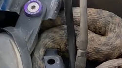 Горожанин обнаружил змею под капотом машины. Видео