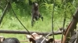 В Алае медведь спустился в село, его безуспешно пытались прогнать. Видео