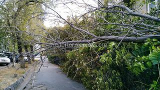 Фото — На Раззакова-Фрунзе упало сухое дерево