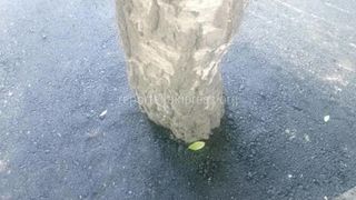 «Бишкекасфальтсервис» вырезал лунку на асфальте для полива березы на ул.Фере