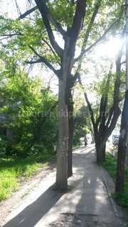 По улице Боконбаева стоит засохшее дерево, - читатель <i>(фото)</i>