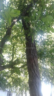 На улице Уметалиева стоит аварийное дерево, - читатель <i>(фото)</i>
