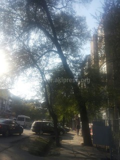 Читатель просит обследовать накренившиеся деревья на улице Токтогула-Темирязева (фото)