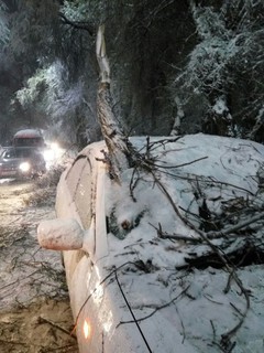 В Бишкеке ветка дерева пробила крышу машины, водитель чудом остался жив <i>(фото)</i>