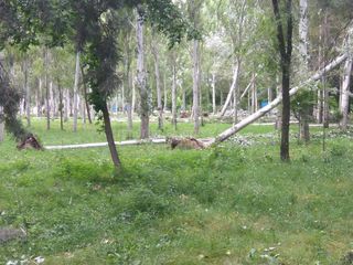 В парке на Южных воротах ветер вырвал с корнем порядка 20 тополей <i>(фото)</i>