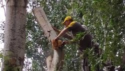 Видео — Сотрудники «Бишкекзеленхоза» обрезали аварийное дерево возле детского сада