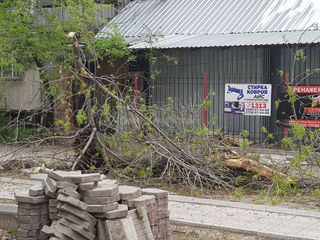 Законно ли вырубили дерево на Токтогула-Акиева? - читатель Султан (фото)