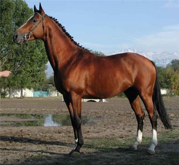 Ежегодно в КР из стран дальнего зарубежья завозится  около 100 чистокровных лошадей — Tazabek