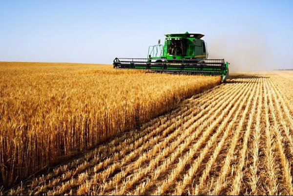 За последние 3 года производство зерновых культур увеличено на 36,1 тыс. тонн, - Минсельхоз — Tazabek