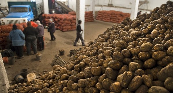 Госантимонополия отмечает незначительный рост цен на картофель и фасоль — Tazabek