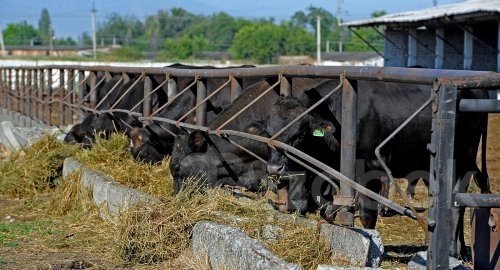 Золотой теленок: Сколько можно заработать на разведении коров в КР? (условия, налоги, цены) — Tazabek