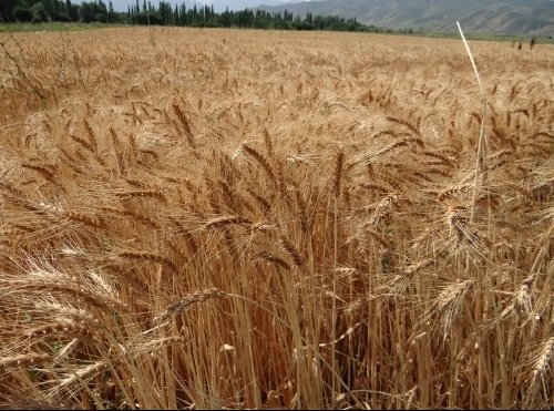 Правительство увеличило сроки погашения по льготным кредитам в рамках
проекта «Финансирование сельского хозяйства-5» — Tazabek