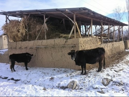 Группа депутатов внесла в ЖК законопроект, повышающий ответственность за нарушение правил идентификации скота — Tazabek