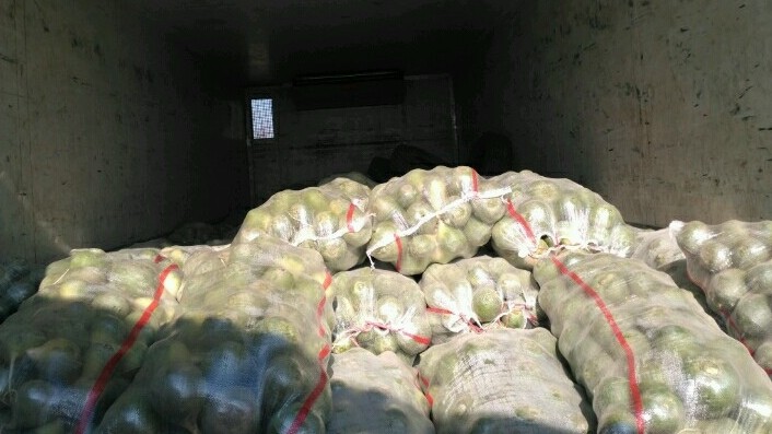 Таможенники пресекли незаконный ввоз около 20 тонн свежей редьки — Tazabek