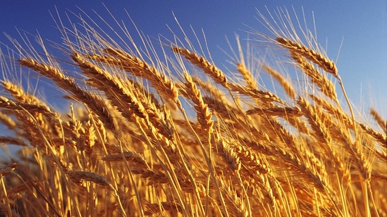 Минсельхоз предложил закупить у фермеров в 2018 году 20 тыс. тонн продовольственного зерна пшеницы — Tazabek