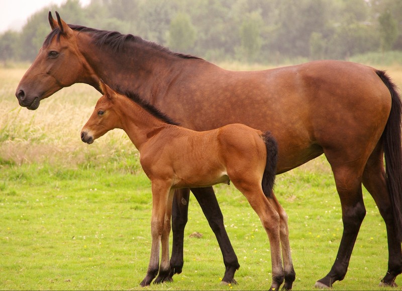 По Кыргызстану поголовье лошадей составляет 481 тыс. или рост составил 103%, - Нацстатком — Tazabek