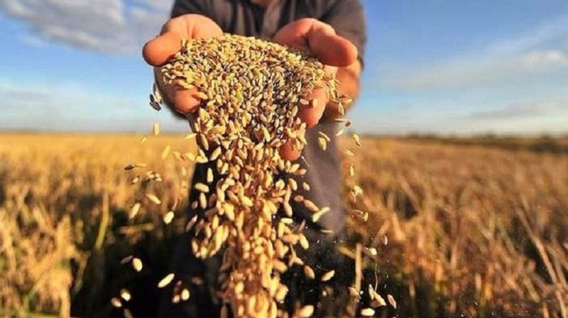 Общественный семенной фонд планирует закуп ячменных семян на 14 млн сомов, - Минсельхоз — Tazabek
