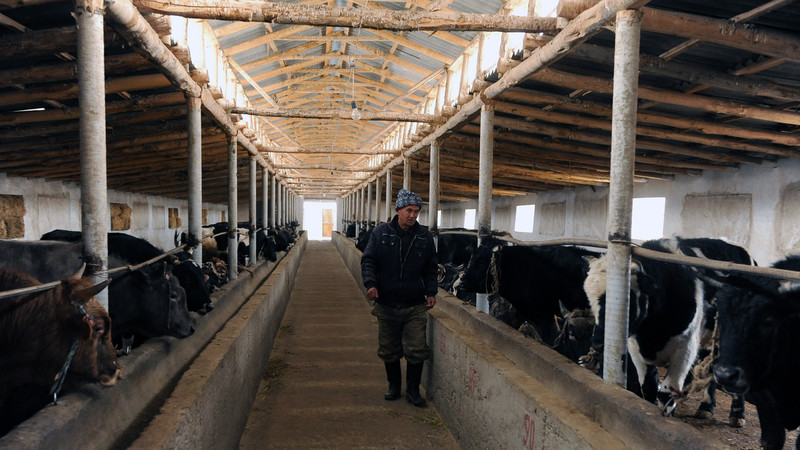 Молочный рынок Кыргызстана. Часть 2: С кем конкурирует Кыргызстан на молочных полях EAЭС? — Tazabek