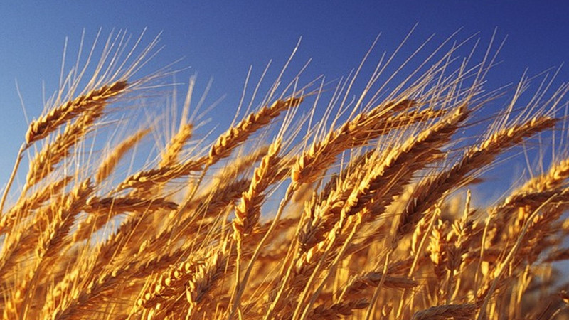 В какой области достигнута наивысшая урожайность пшеницы? — Tazabek