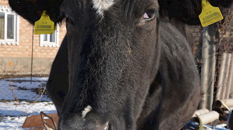 Госветинспекция планирует начать идентификацию мелкого рогатого скота с 2020 года — Tazabek