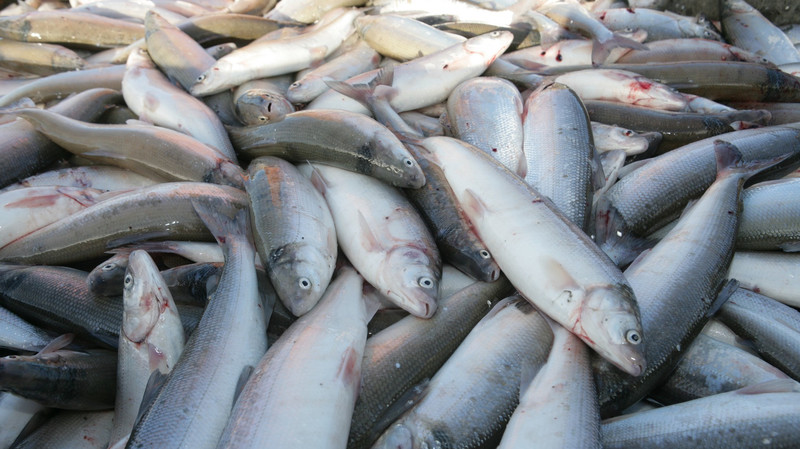 В каком регионе КР расположено наибольшее количество хозсубъектов, которые занимаются выращиванием рыб? — Tazabek