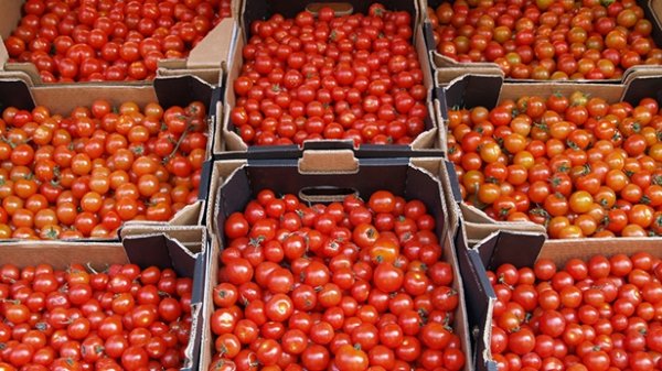 Из-за неплодородного года на рынки Бишкека стали массово завозить помидоры из России — Tazabek