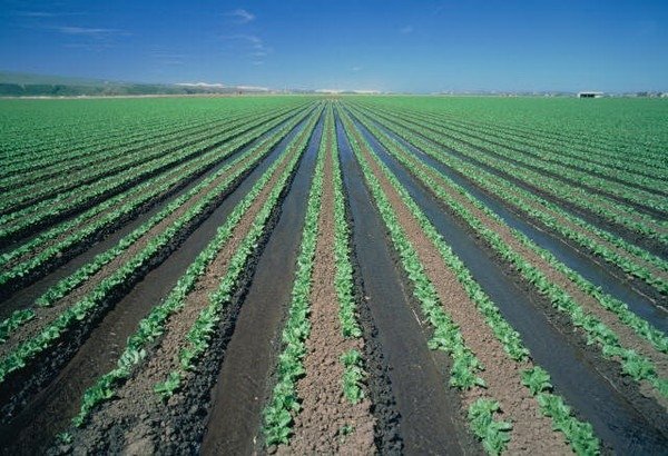 Депутаты предлагают дать крестьянам возможность выращивать сельхозкультуры вне зависимости от категории земли — Tazabek