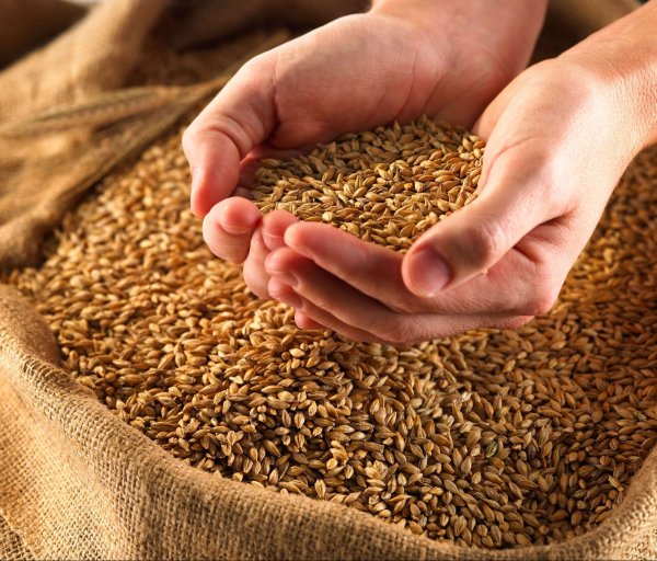 Минсельхоз предлагает сократить посевные площади пшеницы и выращивать ее в Чуйской и Иссык-Кульской областях — Tazabek
