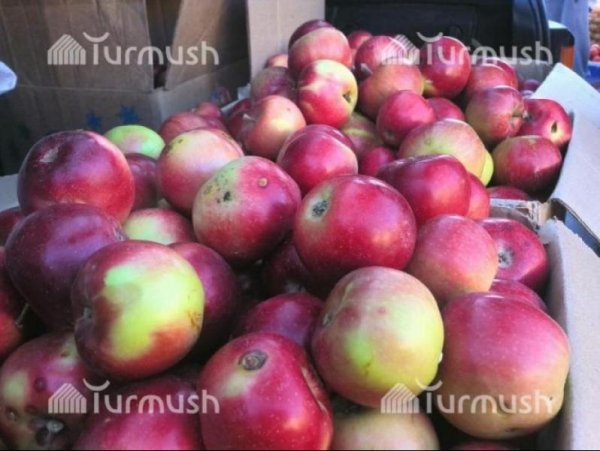 Кыргызстан поставил в супермаркеты России в 2016 году более 300 тонн плодовых культур, - Минэкономики — Tazabek