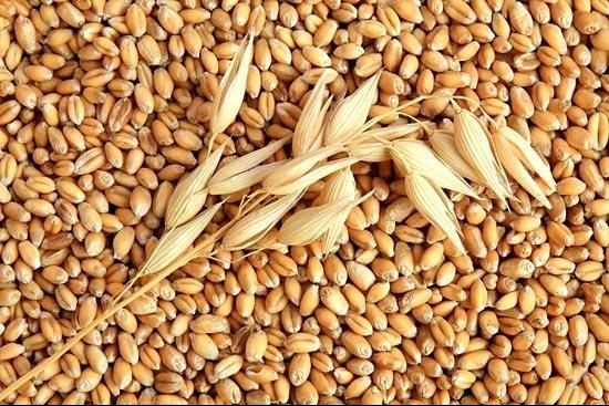 В Минсельхозе рассказали, почему у клейковины пшеницы Кыргызстана не очень хорошее качество — Tazabek