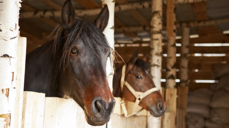 С апреля 2018 года Госветинспекция начнёт идентификацию лошадей — Tazabek