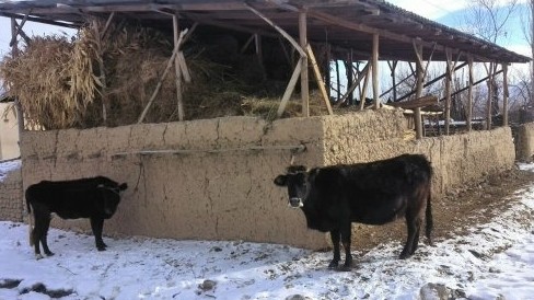 В ЕАЭС приняты Единые ветеринарно-санитарные требования для животноводческих предприятий — Tazabek
