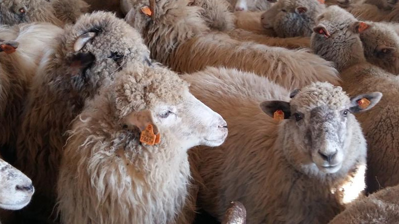 Госветинспекция планирует начать идентификацию овец в 2019 году — Tazabek