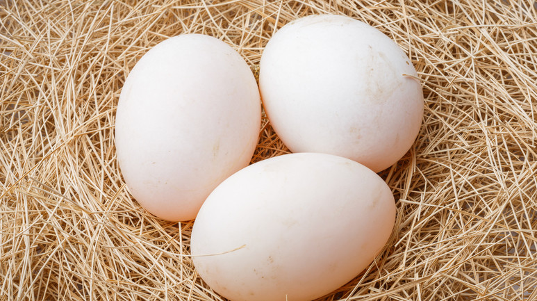 В каком регионе Кыргызстана производится больше яиц? — Tazabek