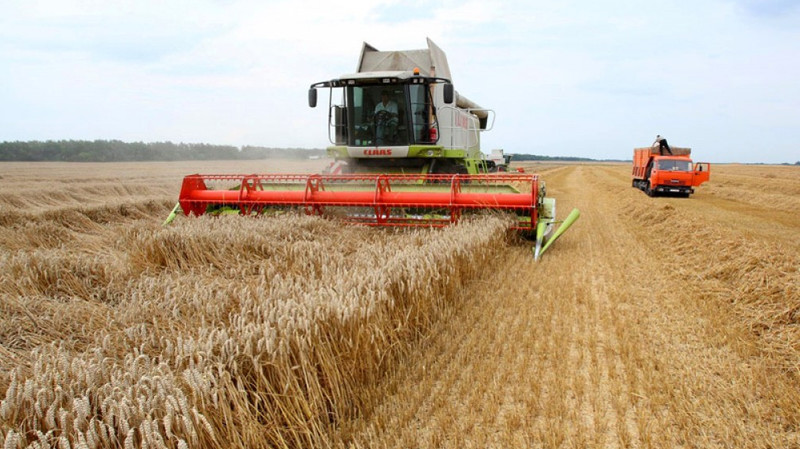 Минсельхоз: В 2018 году наивысшая урожайность пшеницы достигнута в Жалал-Абадской области - 31,1 центнера с 1 гектара — Tazabek