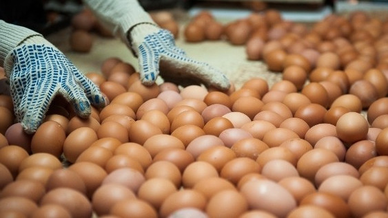 В каком регионе Кыргызстана производится больше всего яиц? — Tazabek