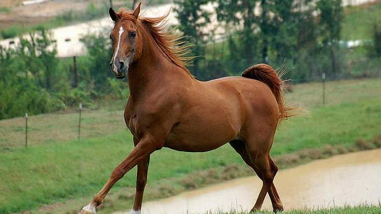 Породистые лошади: Кто занимается коневодством в КР?  (виды пород, местонахождение, стоимость) — Tazabek
